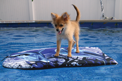 Foxy Lady Surfing
